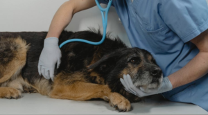 emergency vet in Encino,